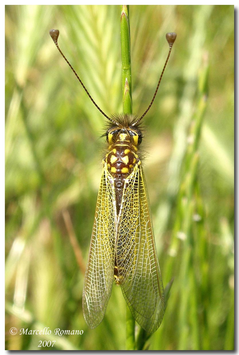 La femmina del Libelloides siculus (Ascalaphidae)